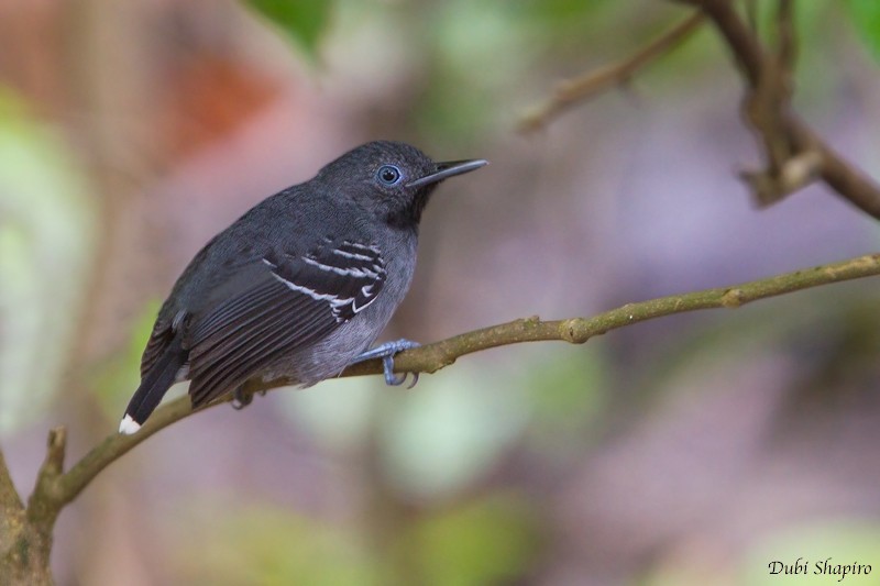 Band-tailed Antbird - Dubi Shapiro