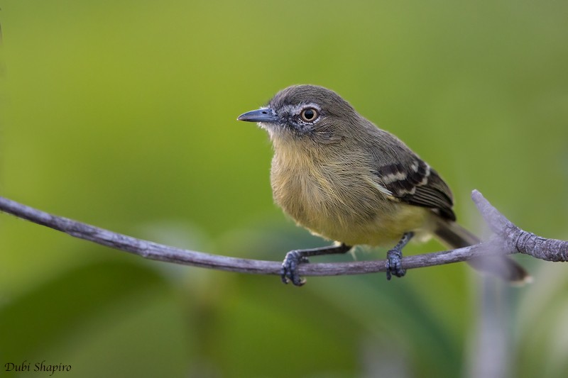 Pale-tipped Tyrannulet - ML205102011