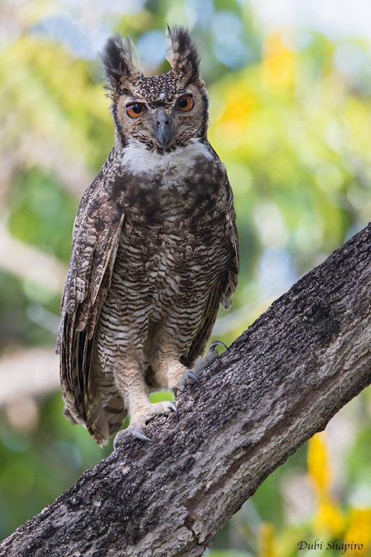 Great Horned Owl - Dubi Shapiro