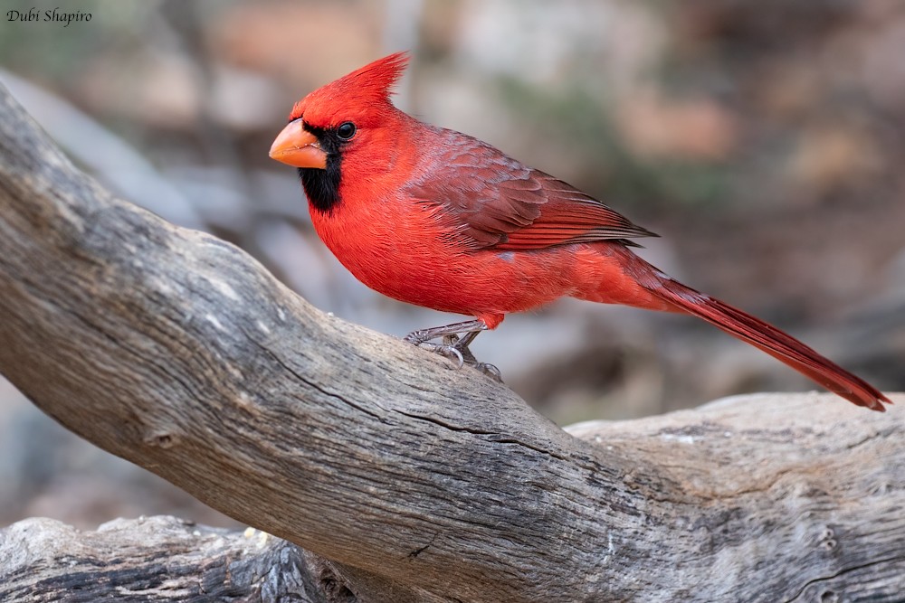 Cardinal rouge (groupe cardinalis) - ML205102301
