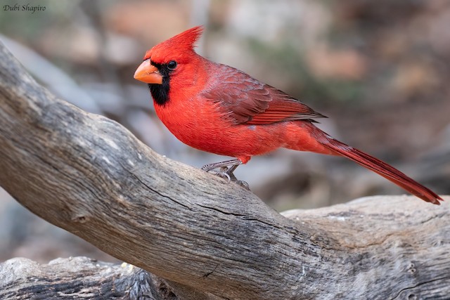 Male Northern Cardinal (presumed subspecies <em>superbus</em>). - Northern Cardinal (Common) - 