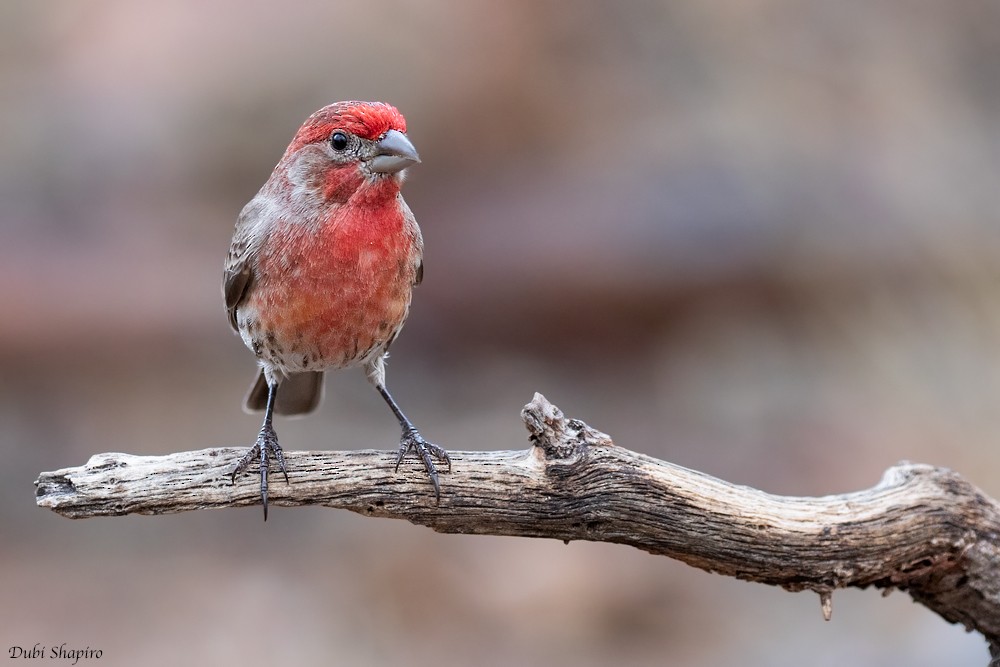 House Finch (Common) - ML205102321