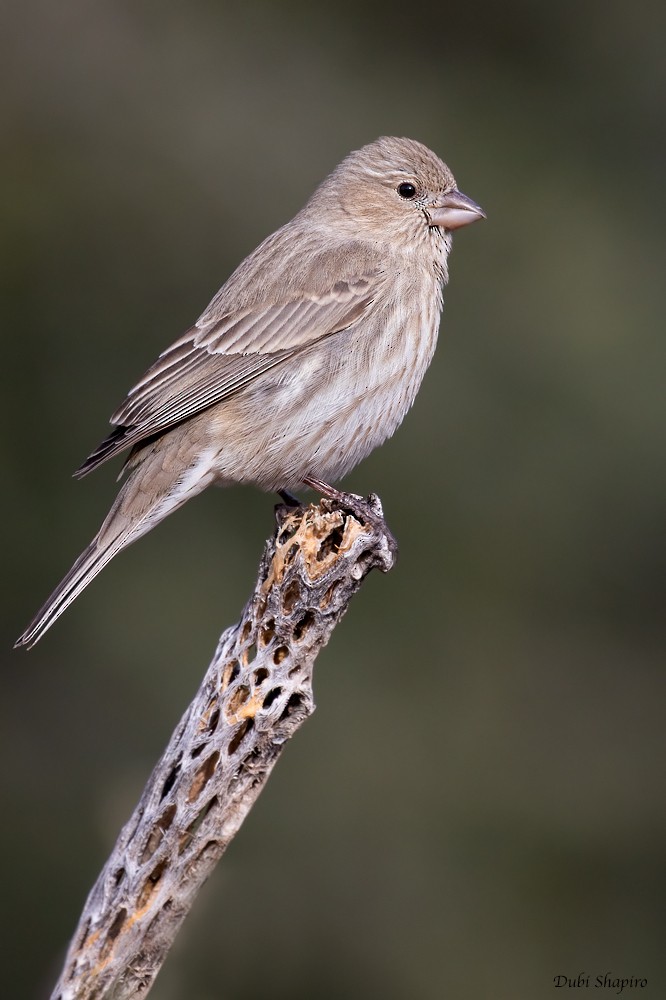 House Finch (Common) - ML205102331