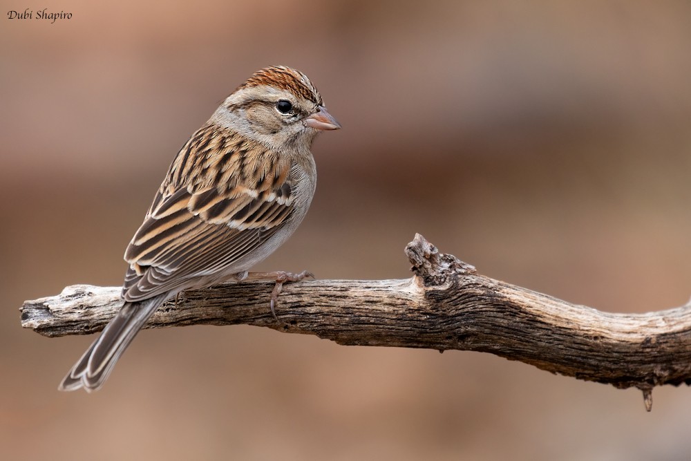 Chipping Sparrow - Dubi Shapiro