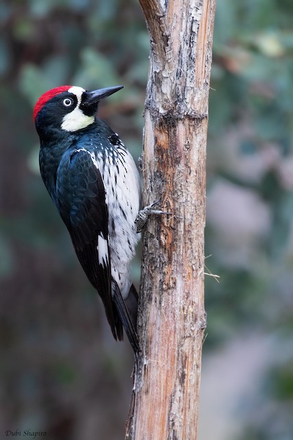 ドングリキツツキ Formicivorus グループ Ebird