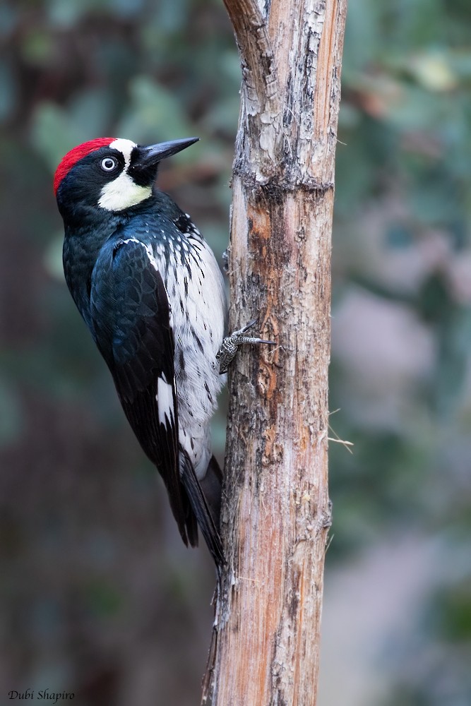 Acorn Woodpecker (Acorn) - ML205102371