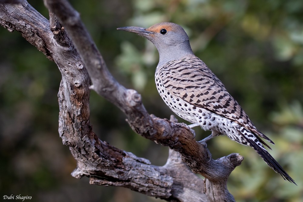 Northern Flicker (Red-shafted) - ML205102401
