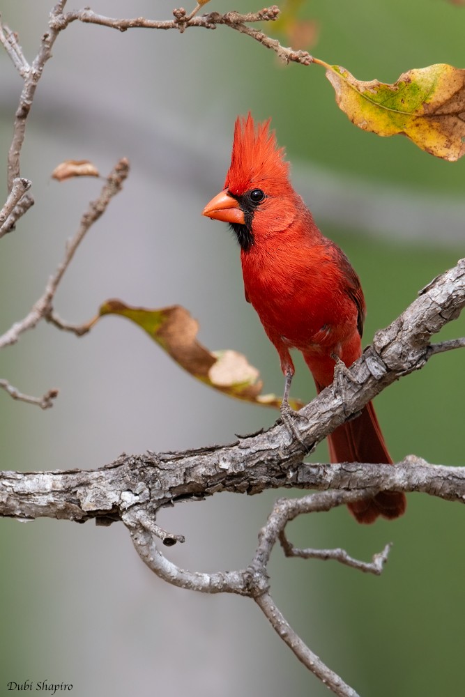 Northern Cardinal (Common) - Dubi Shapiro