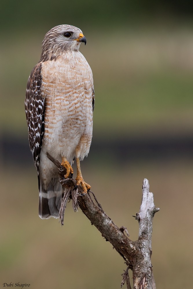 Red-shouldered Hawk (extimus) - Dubi Shapiro