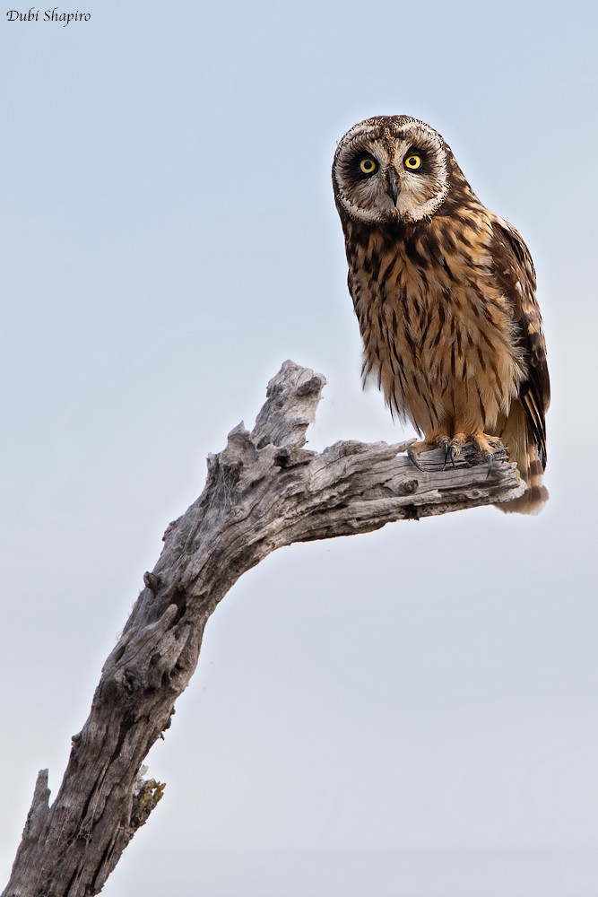 Short-eared Owl (Hawaiian) - Dubi Shapiro