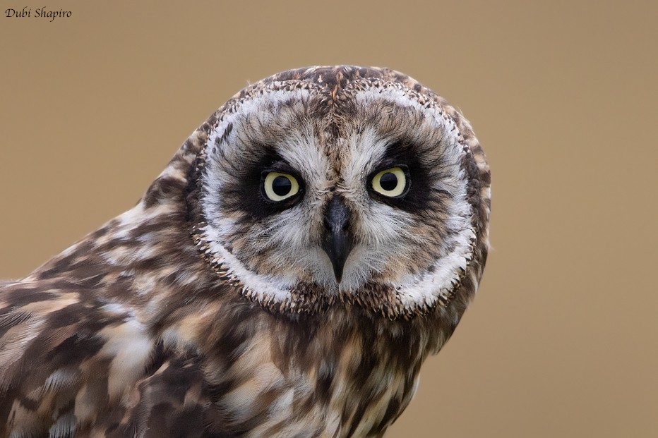 Short-eared Owl (Hawaiian) - ML205102671