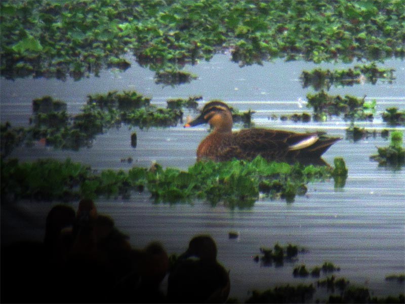 Eastern Spot-billed Duck - Alain Fossé