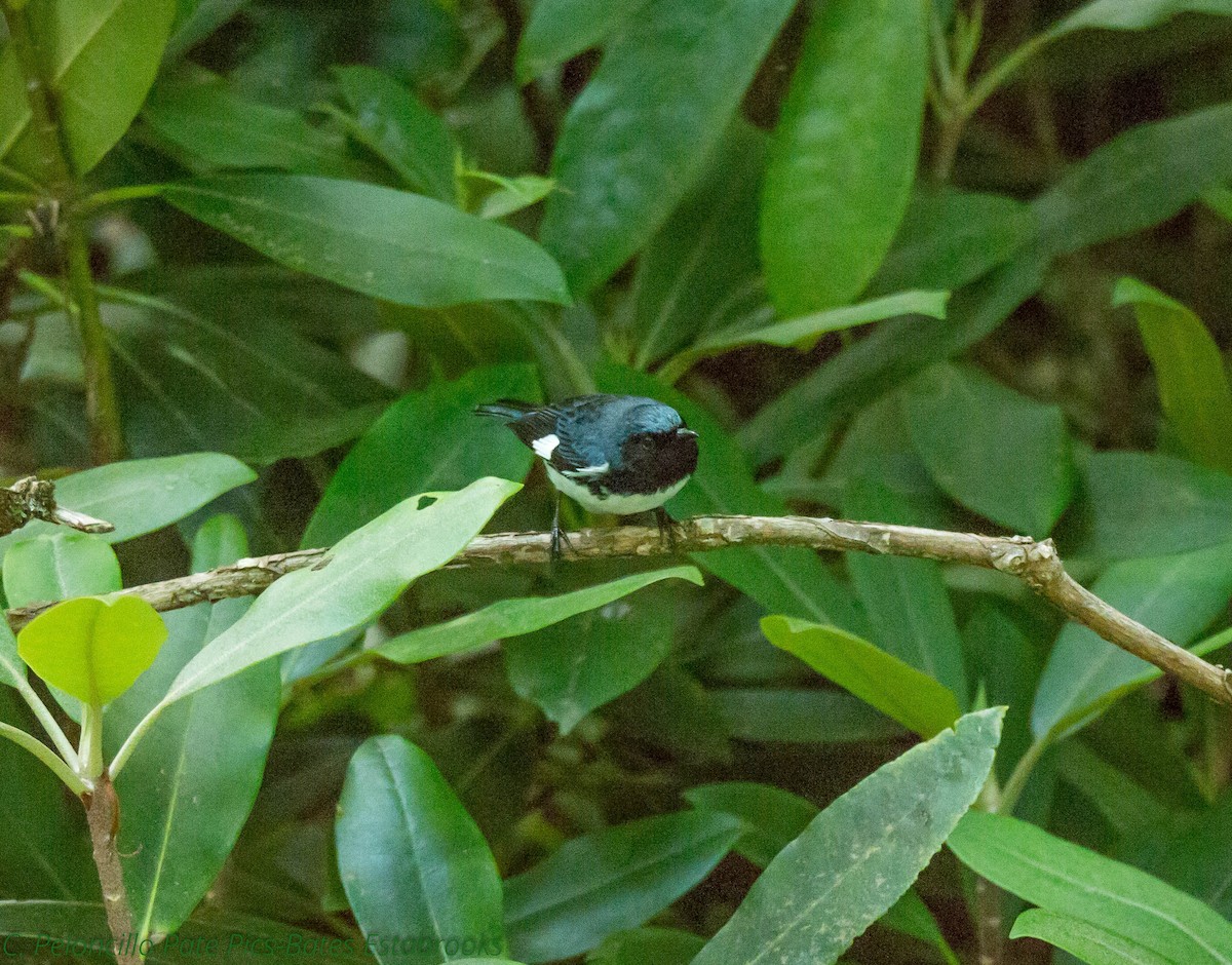 Black-throated Blue Warbler - Bates Estabrooks