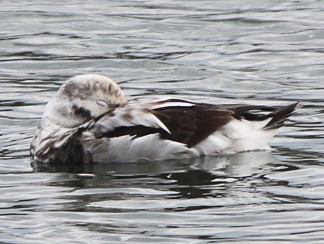 Long-tailed Duck - ML205103301