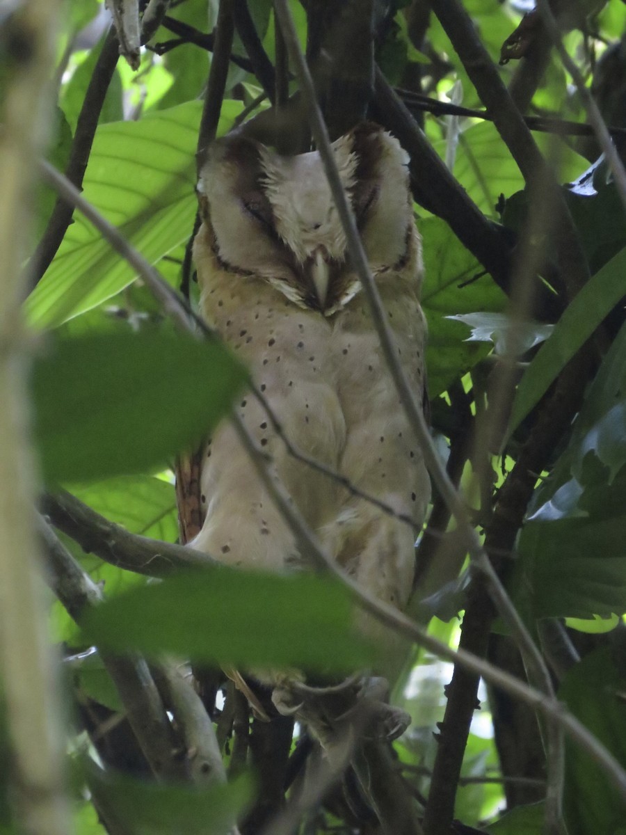 Sri Lanka Bay-Owl - ML205103751