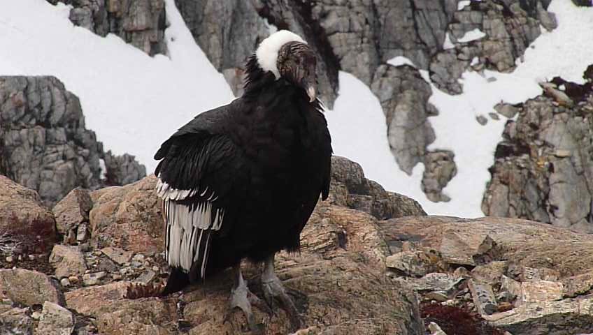 Andean Condor - ML205103801