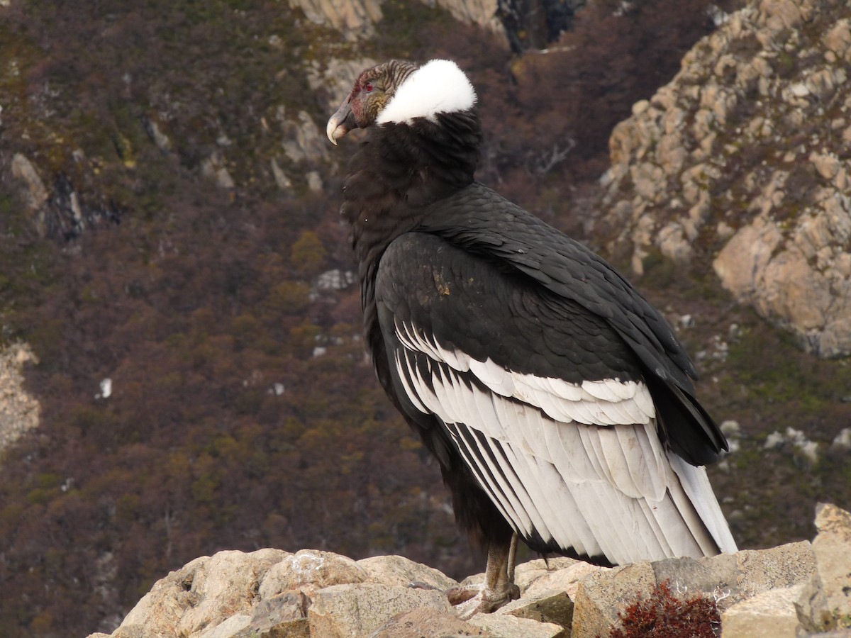Andean Condor - Carmelo López Abad