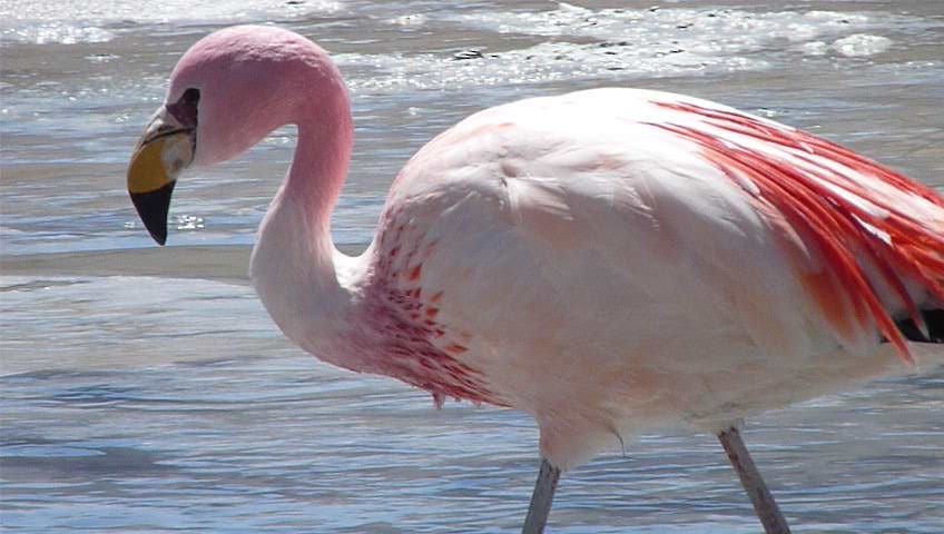 James's Flamingo - Carmelo López Abad