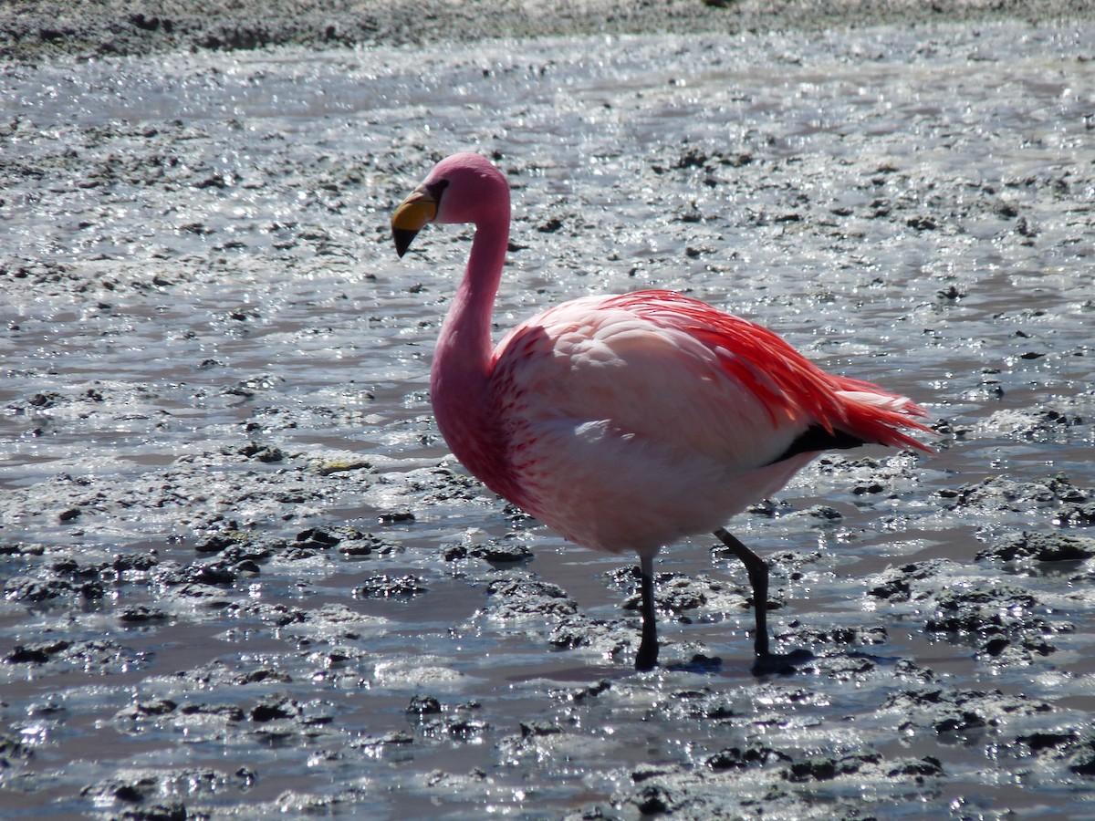 James's Flamingo - ML205103851