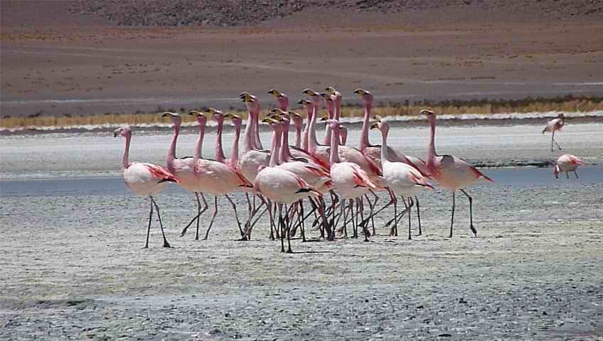 Puna Flamingosu - ML205103891