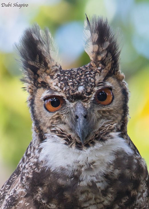 Great Horned Owl - Dubi Shapiro