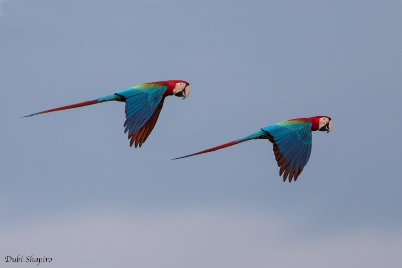 Red-and-green Macaw - Dubi Shapiro