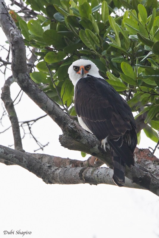 Black-and-white Hawk-Eagle - Dubi Shapiro