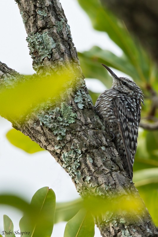 African Spotted Creeper - ML205104361