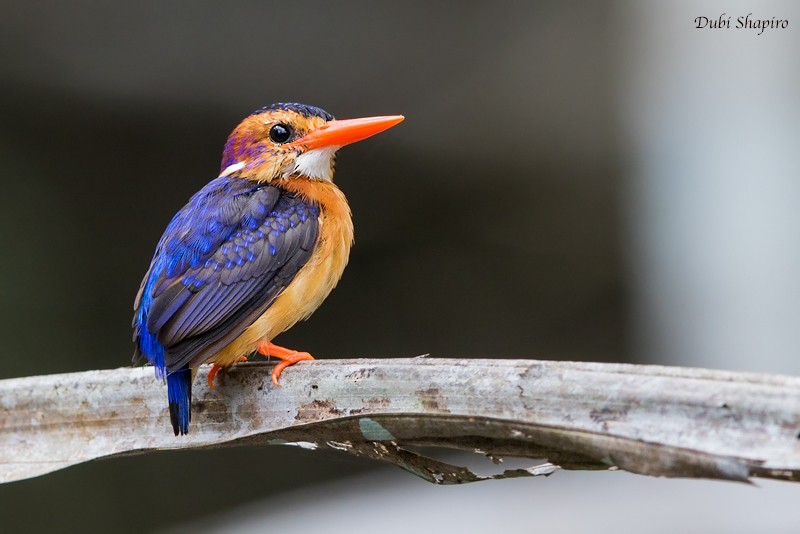 African Pygmy Kingfisher - Dubi Shapiro