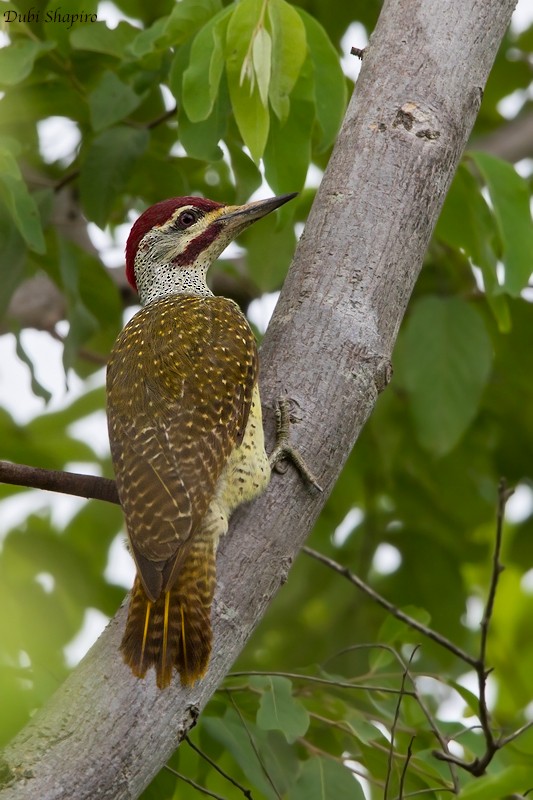 Fine-spotted Woodpecker - ML205104501