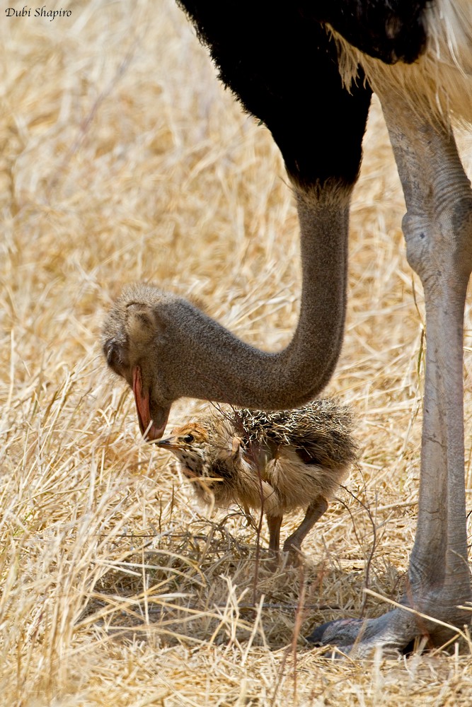 Common Ostrich - Dubi Shapiro
