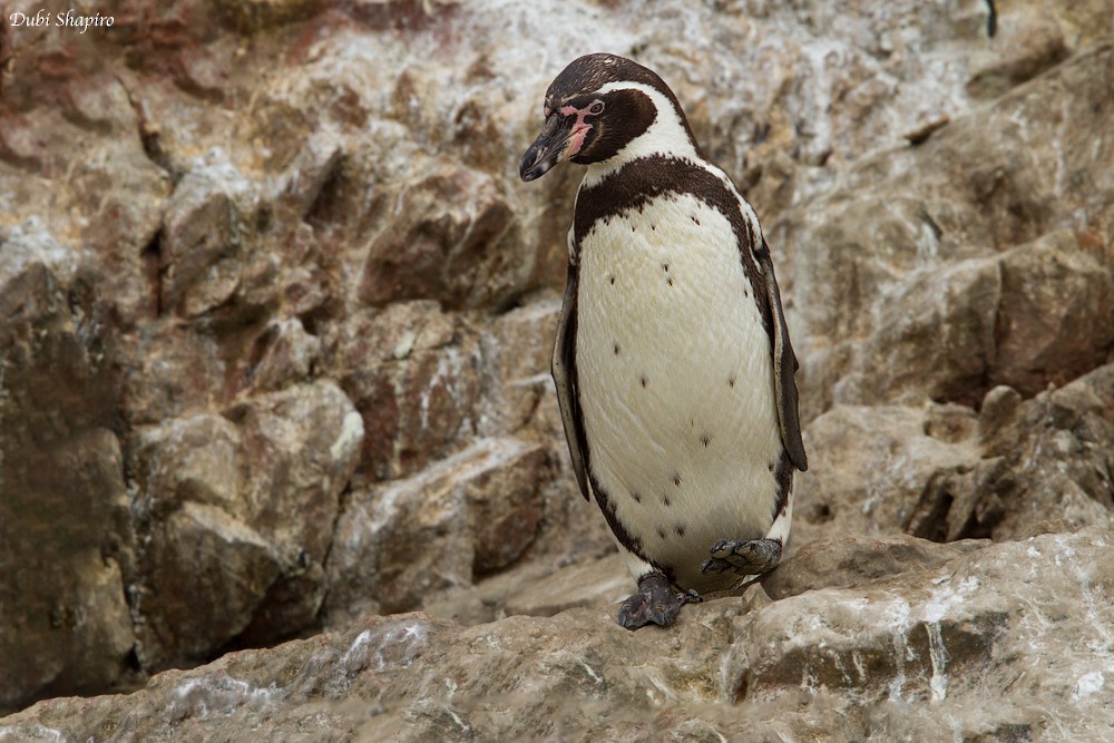 Humboldt Penguin - ML205104571