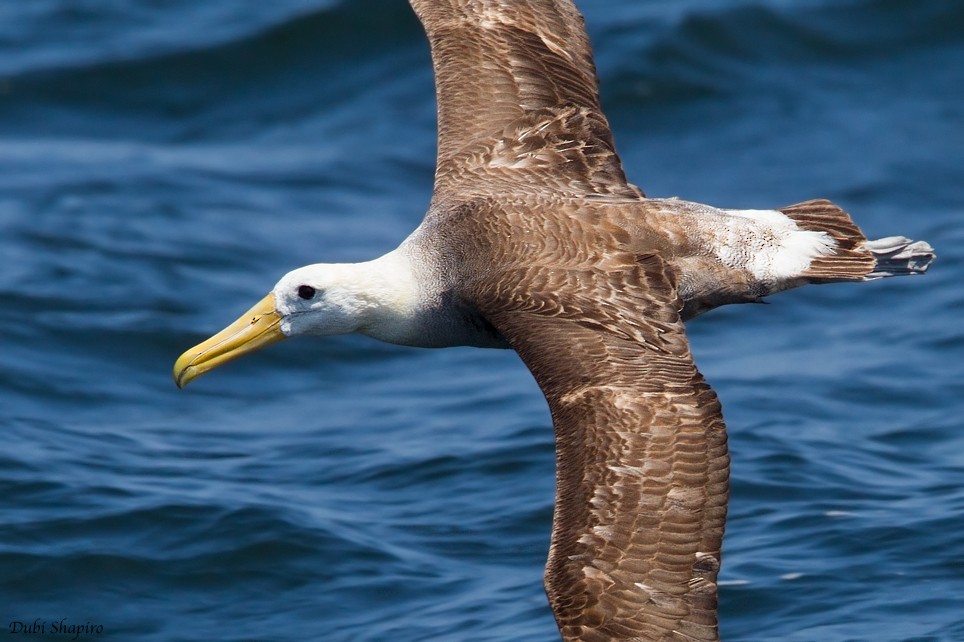 Waved Albatross - Dubi Shapiro
