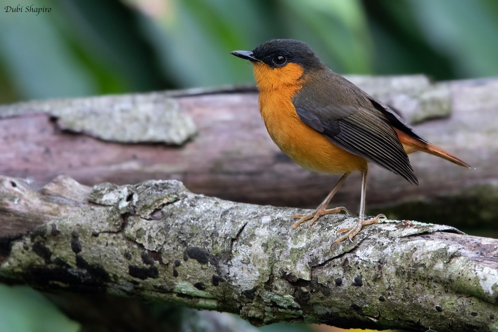 ホオアカツグミヒタキ Poensis Ebird