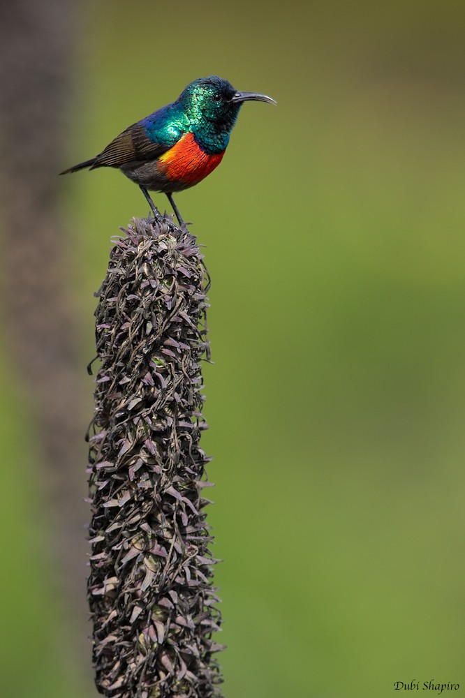 Northern Double-collared Sunbird (Western) - Dubi Shapiro
