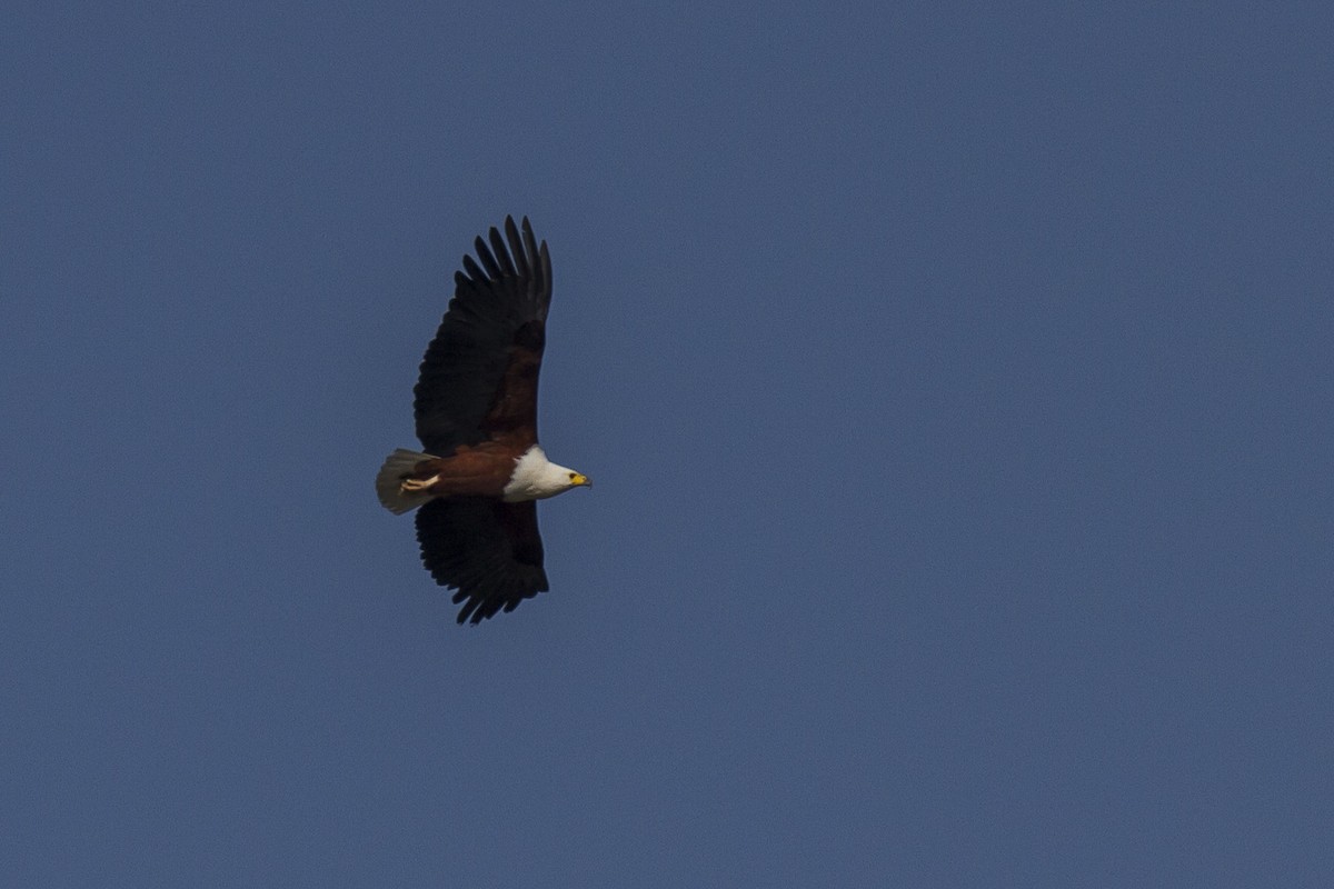 African Fish-Eagle - ML20510511