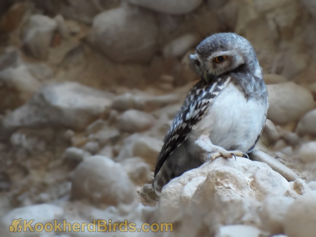 Spotted Owlet - ML205105221