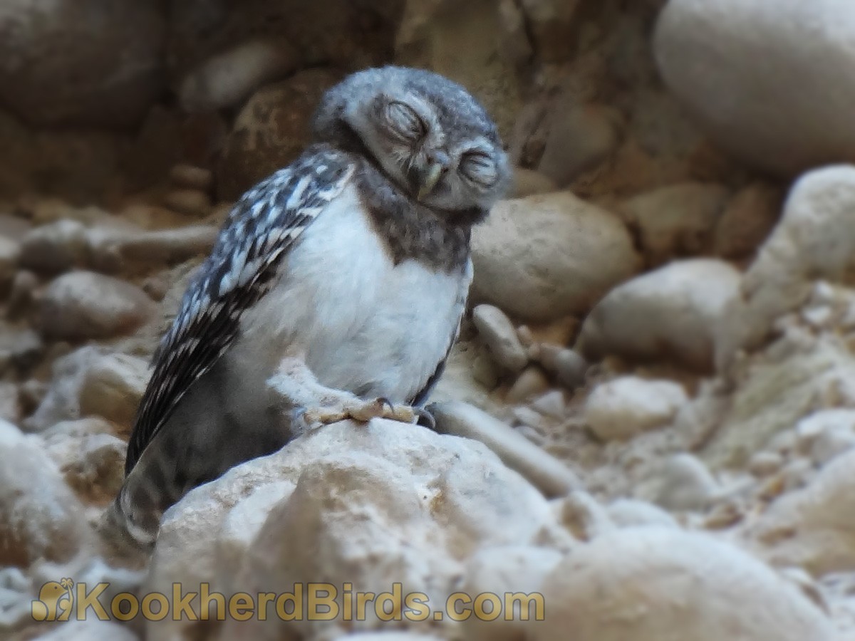 Spotted Owlet - ML205105231