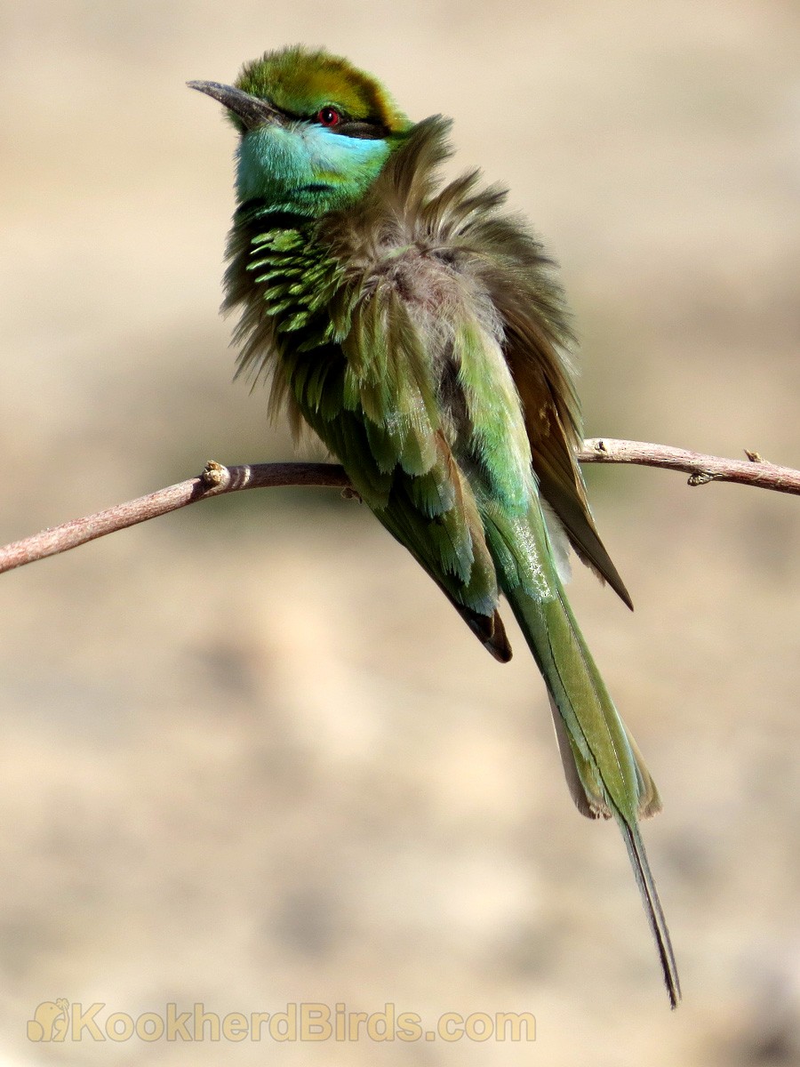 Asian Green Bee-eater - A Ghaffar
