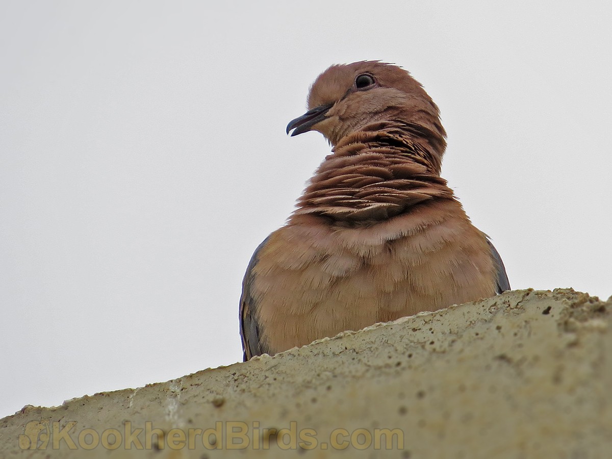 Laughing Dove - ML205105421