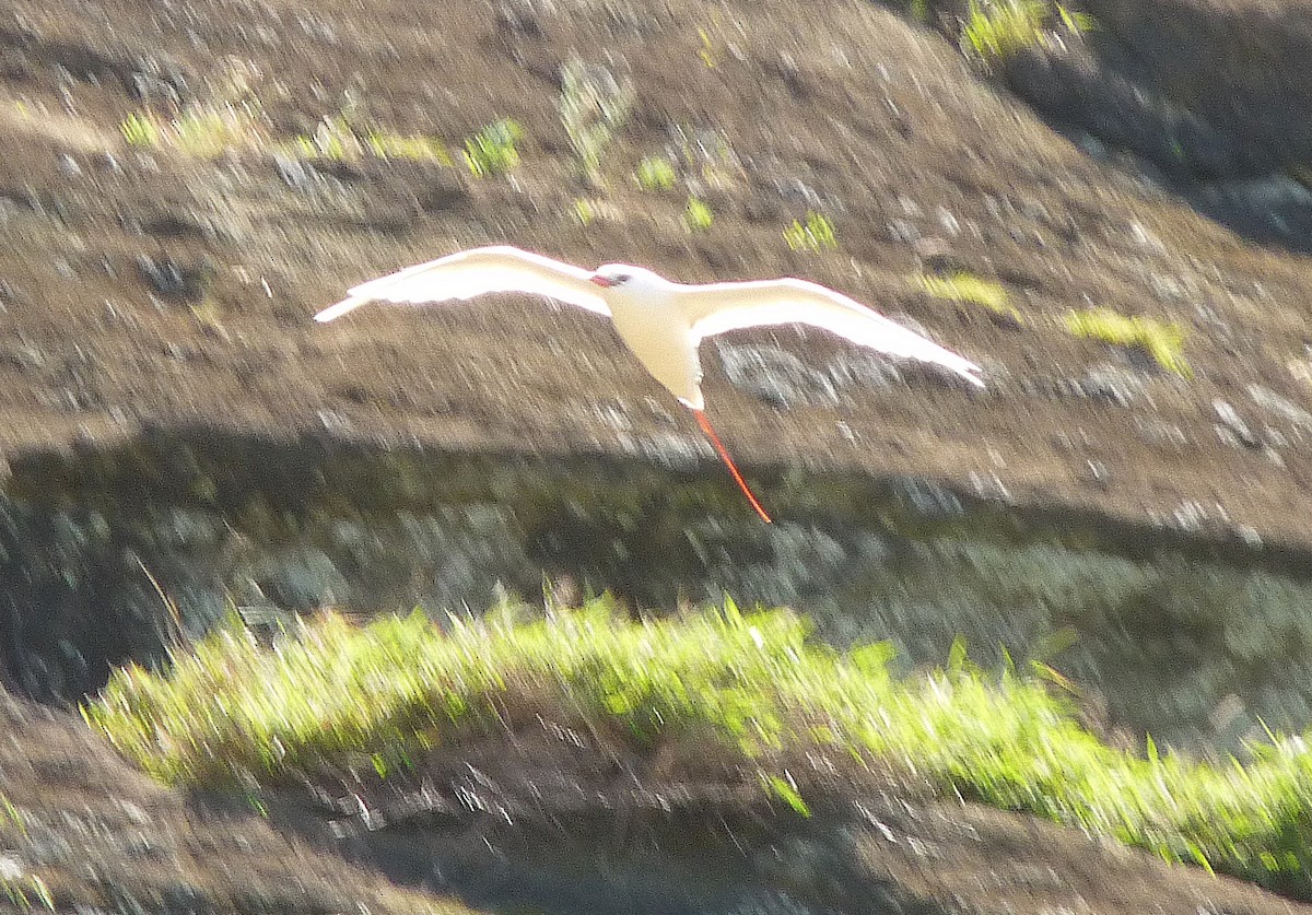 Red-tailed Tropicbird - ML205105851