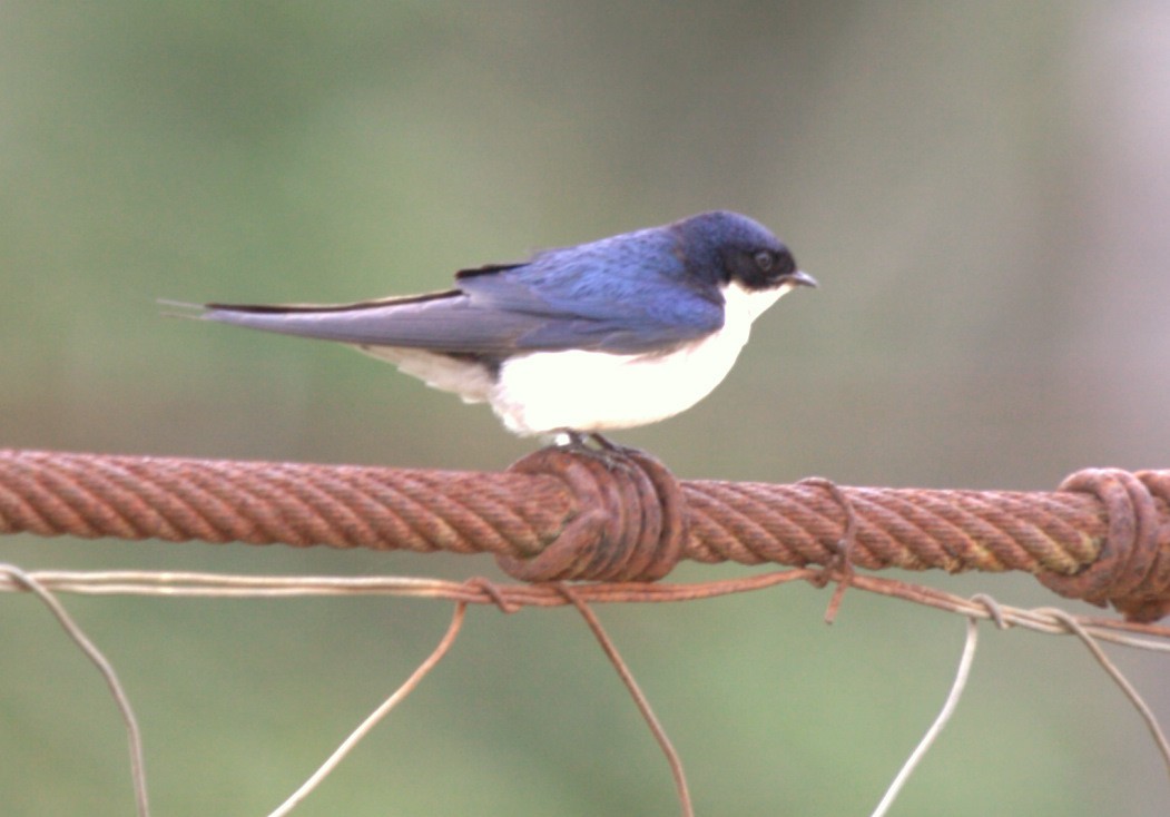 Pearl-breasted Swallow - Carmelo López Abad