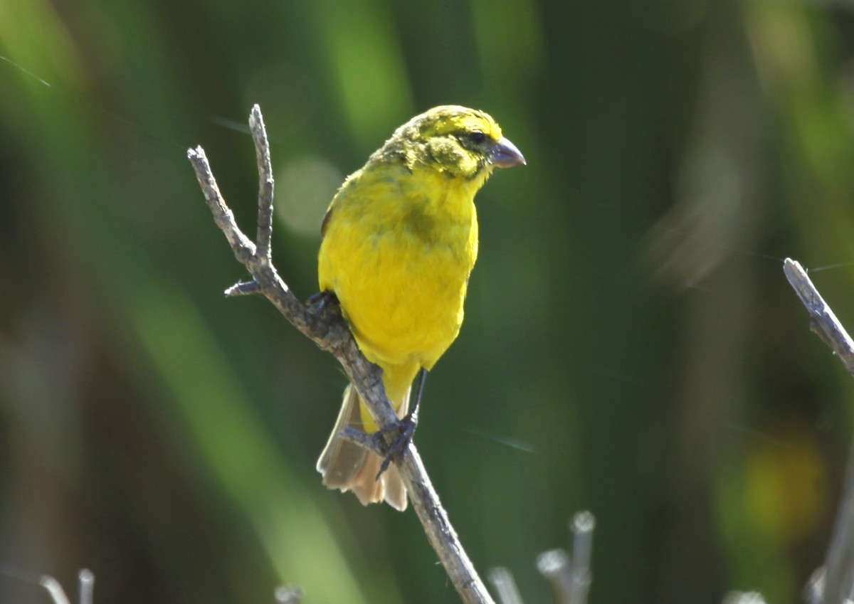 Yellow Canary - ML205105981
