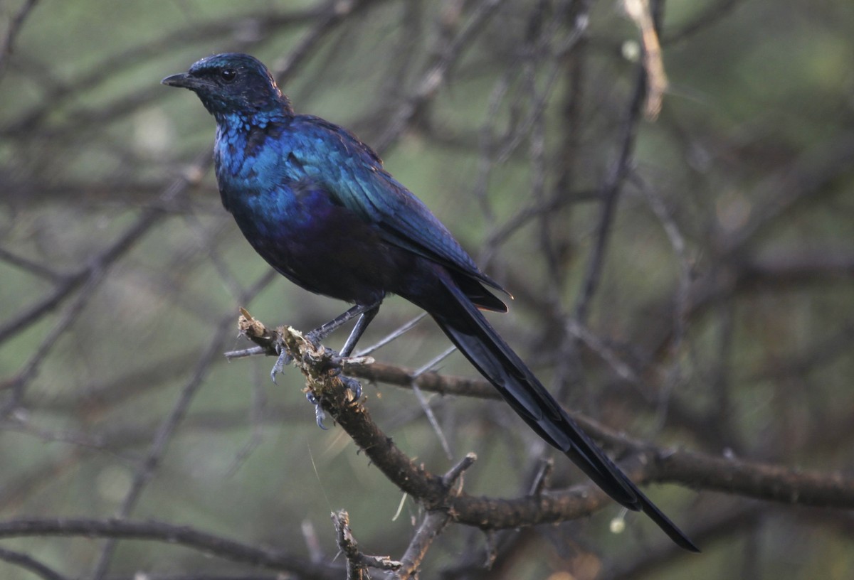 Meves's Starling (Meves's) - Carmelo López Abad
