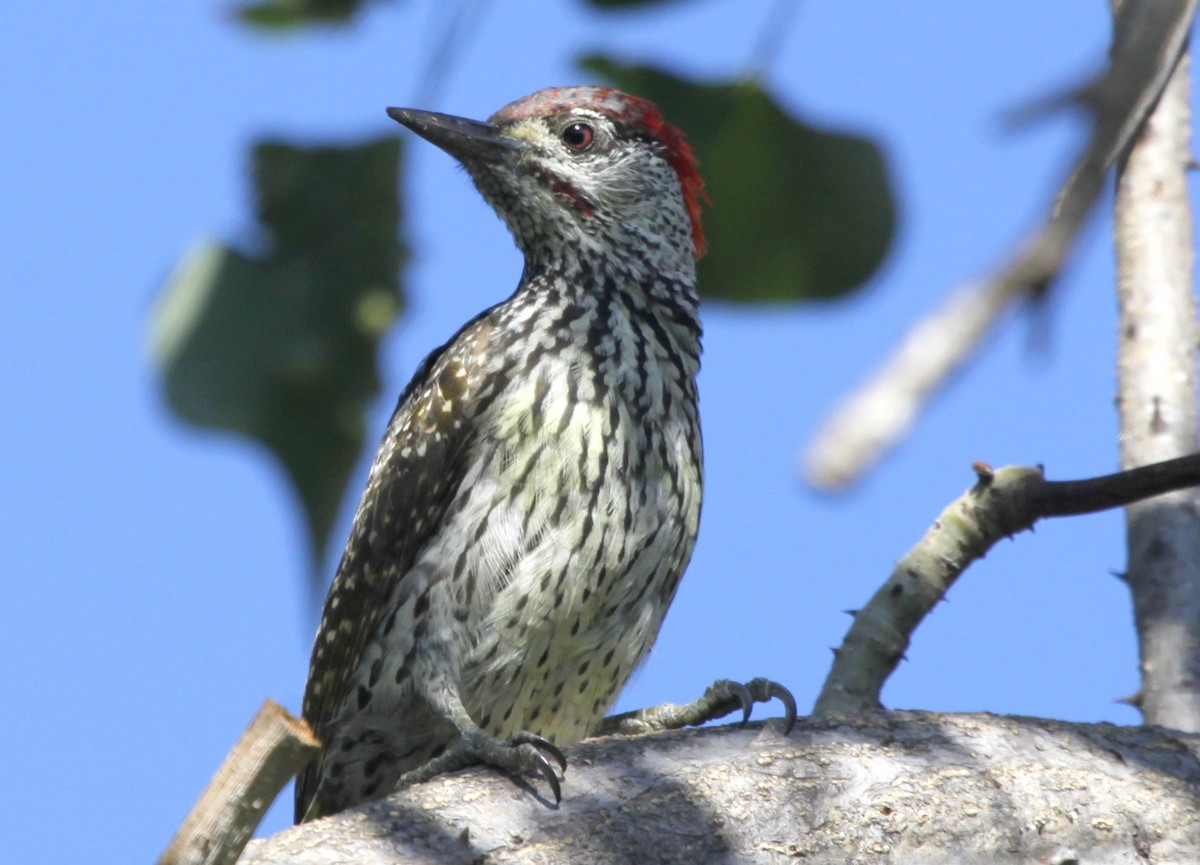 Golden-tailed Woodpecker (Golden-tailed) - Carmelo López Abad