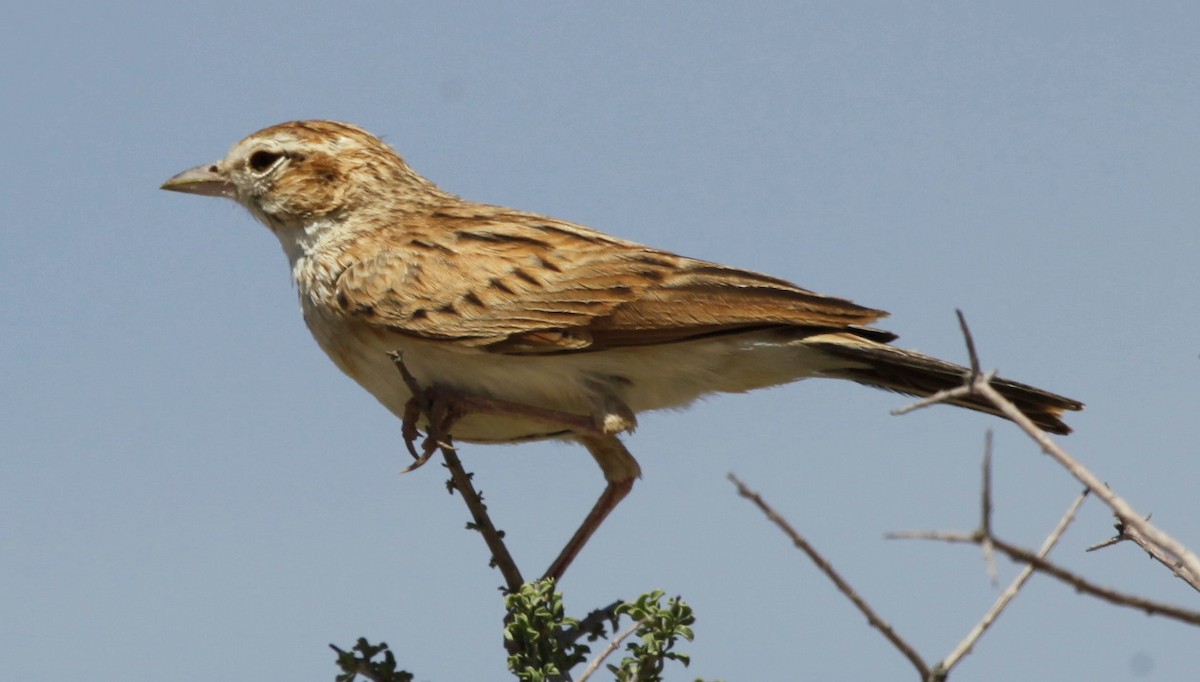 Fawn-colored Lark (Fawn-colored) - Carmelo López Abad