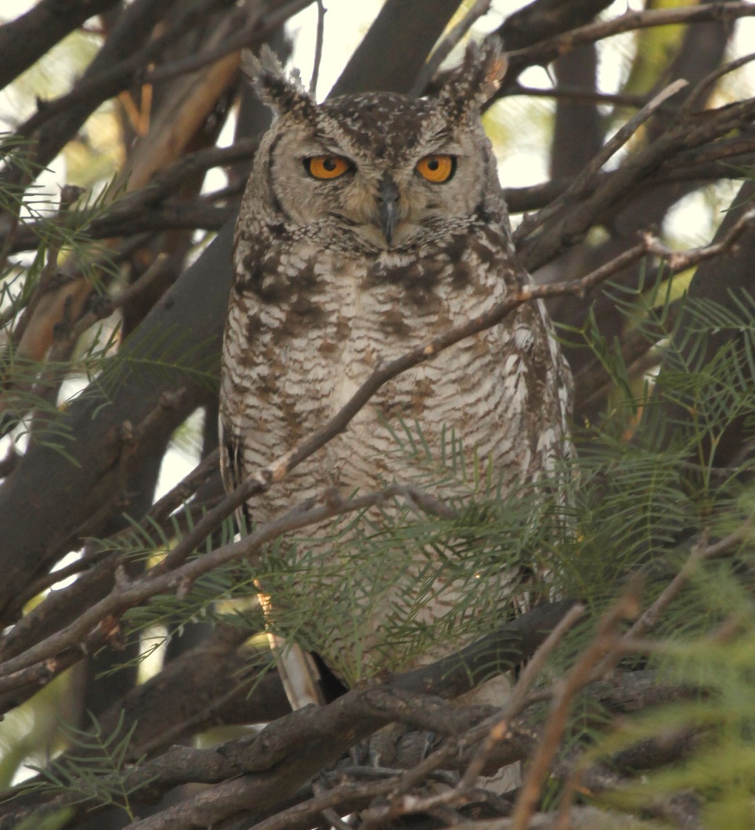 Spotted Eagle-Owl - Carmelo López Abad