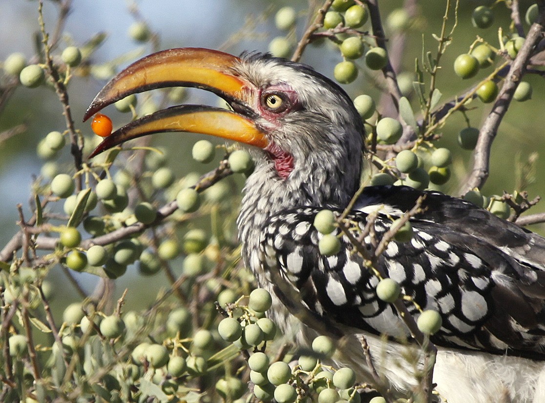Southern Yellow-billed Hornbill - Carmelo López Abad