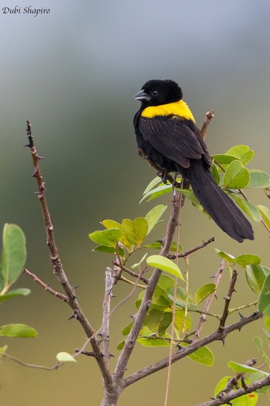Yellow-mantled Widowbird - Dubi Shapiro