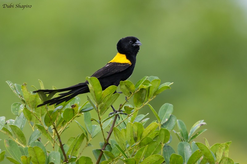 Yellow-mantled Widowbird - Dubi Shapiro